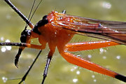 Scorpionfly (Harpobittacus australis) (Harpobittacus australis)